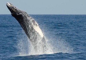 Whale watching in San Diego