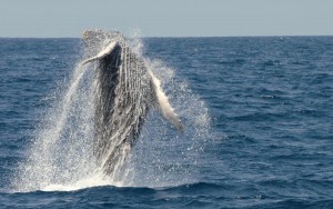 Whale watching in San Diego