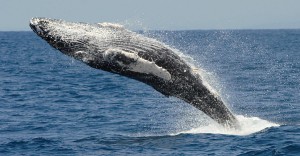 Whale watching in San Diego