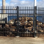 Monterey Sea Lions