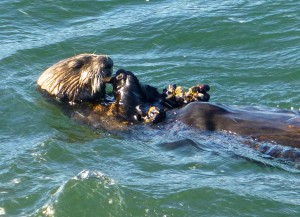 Monterey Sea Otter