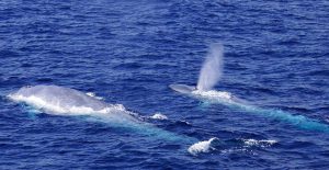 Whale Watching aboard America